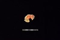 陶片藏品圖，第2張